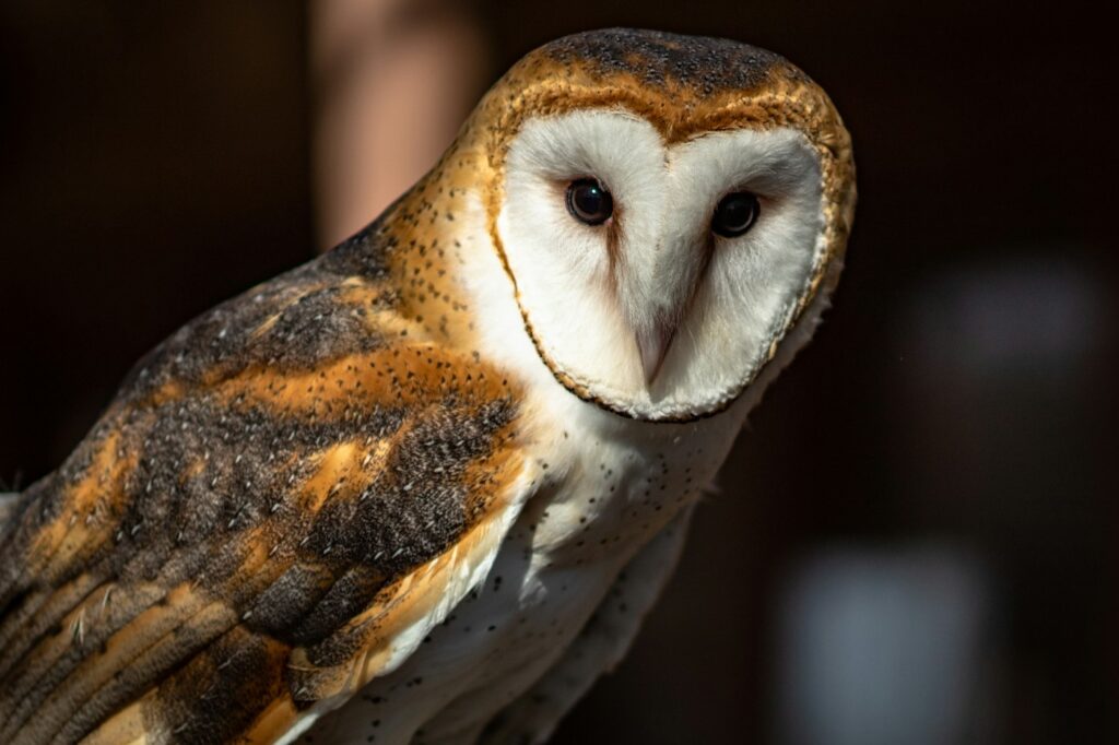 Barn owl with a white heart-shaped face