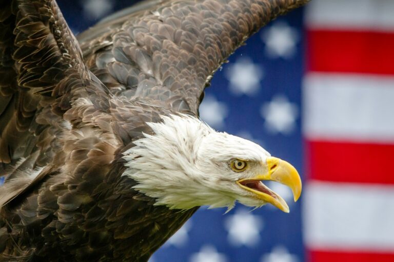 Eagle tattoo inspiration: bald eagle in front of an American flag