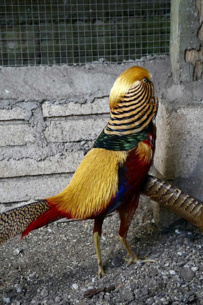 Golden pheasant, a bird that inspired many phoenix designs