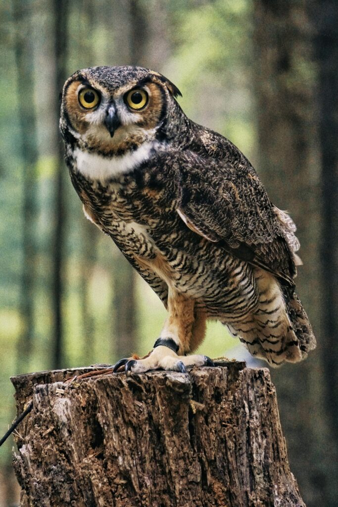 Great horned owl perched on a tree stump