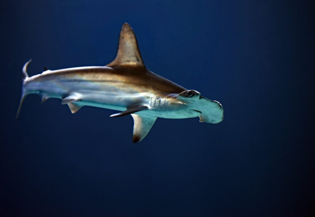 Hammerhead shark swimming in deep blue water