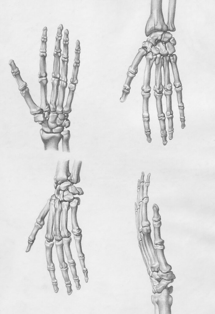 Antique illustration of the bones of the hand