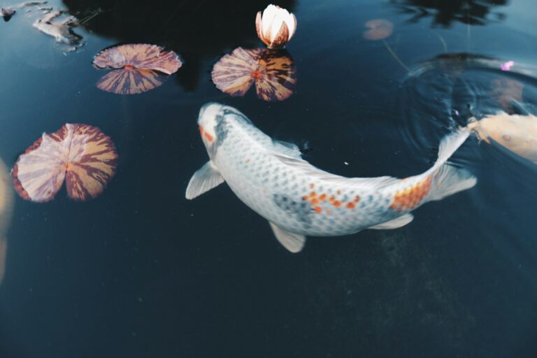 Koi fish tattoo meaning: koi swimming in a pond with water lilies