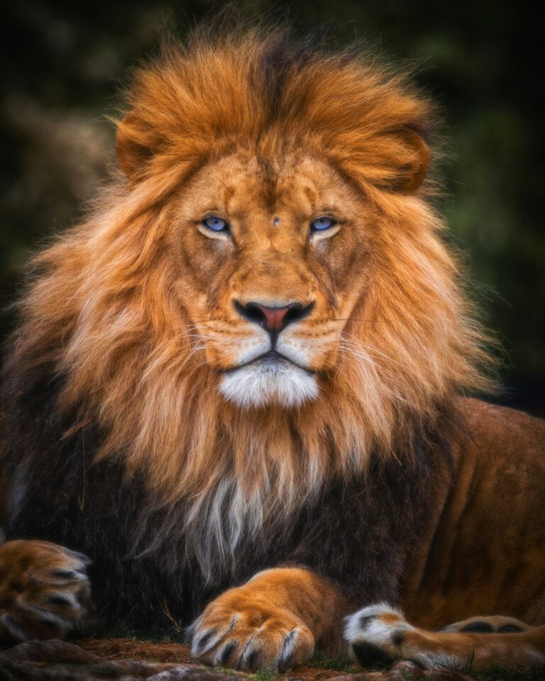 Lion tattoo meaning: portrait of a male lion with a golden mane