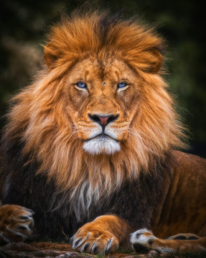 Lion tattoo meaning: portrait of a male lion with a golden mane