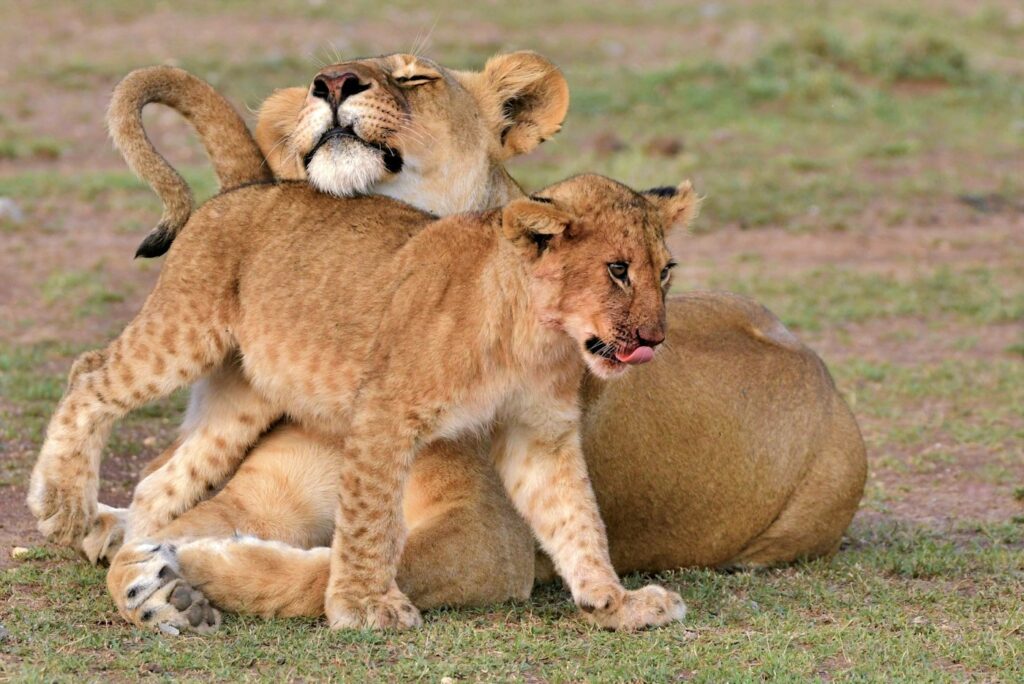 Lioness resting with her playful cub