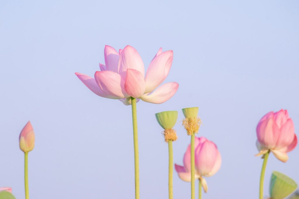 Lotus bud, open bloom and seed pod on tall stems