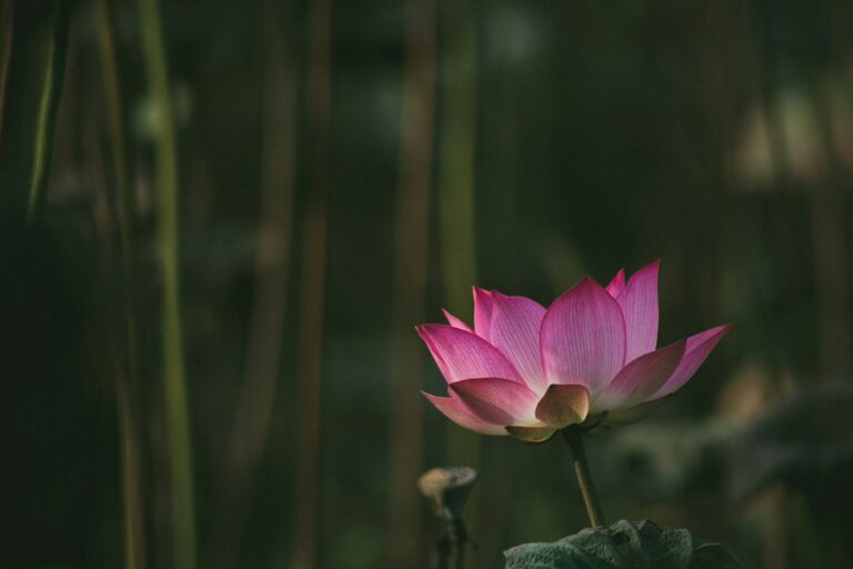 Lotus tattoo meaning: pink lotus flower in soft light