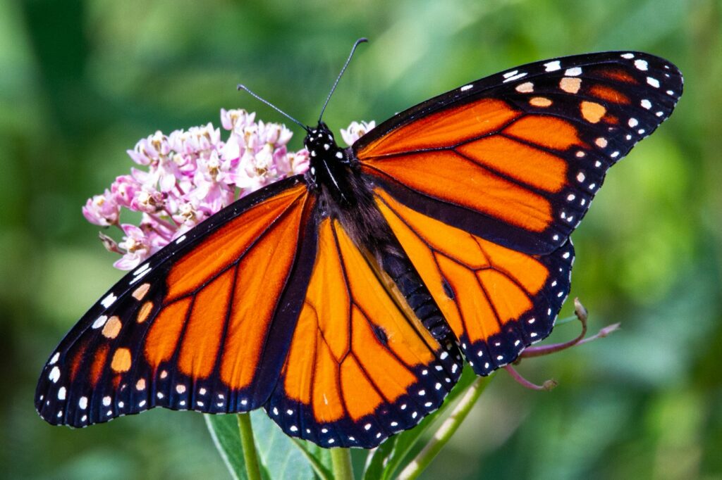 Monarch butterfly on a flower, inspiration for a monarch design