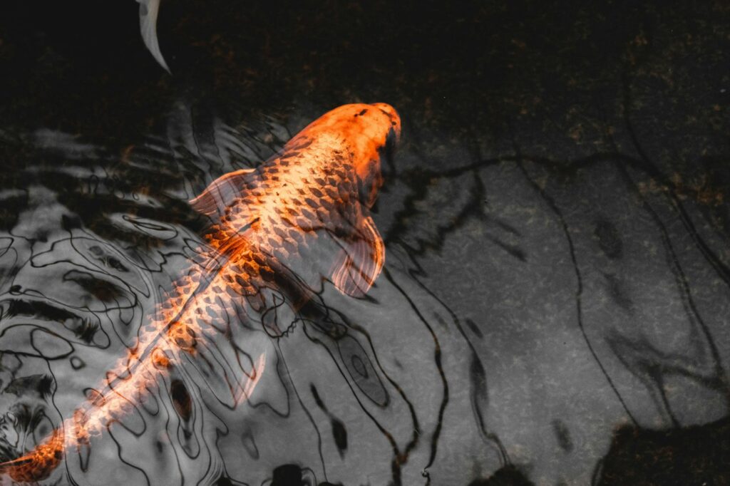 Orange and gold koi carp in the water