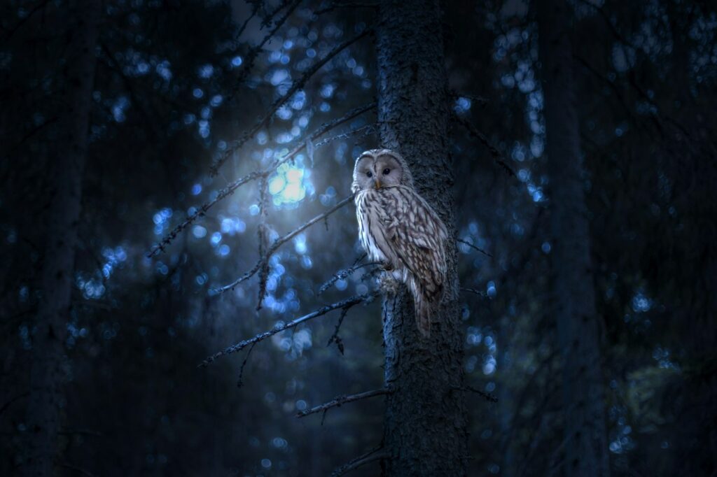 Owl tattoo meaning: owl perched in a moonlit forest at night