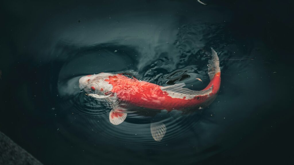 Red and white kohaku koi swimming in dark water