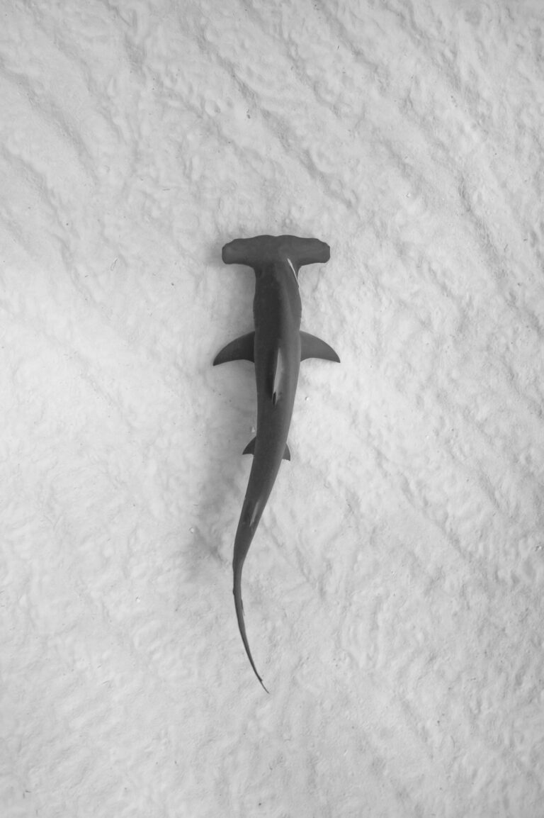 Shark tattoo meaning: hammerhead shark swimming over the sea floor