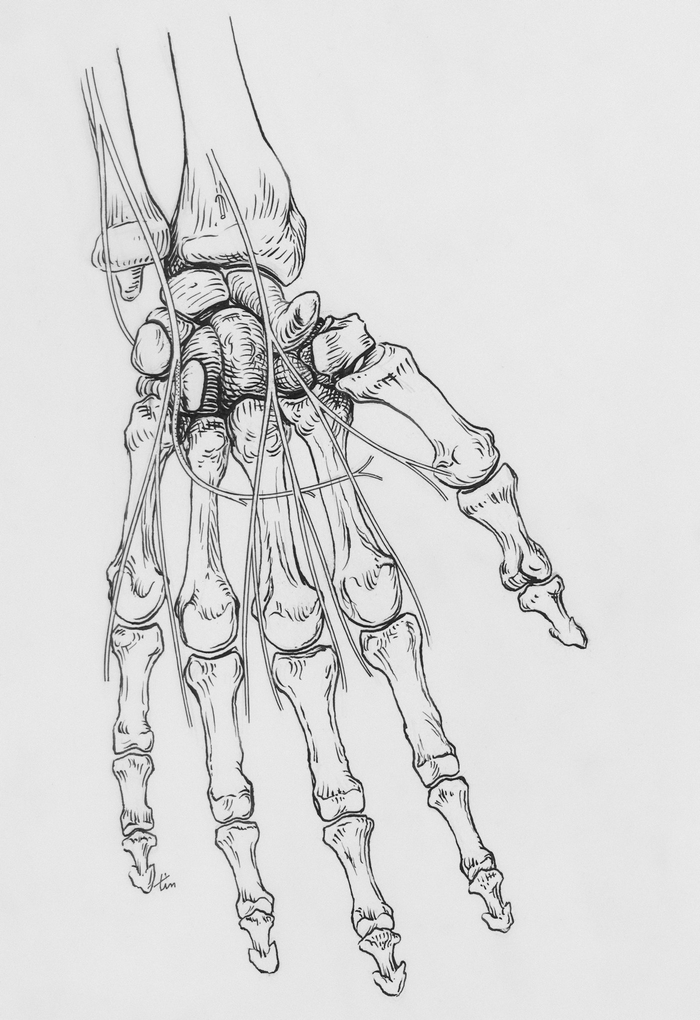 Skeleton tattoo on hand reference: vintage anatomical drawing of hand bones