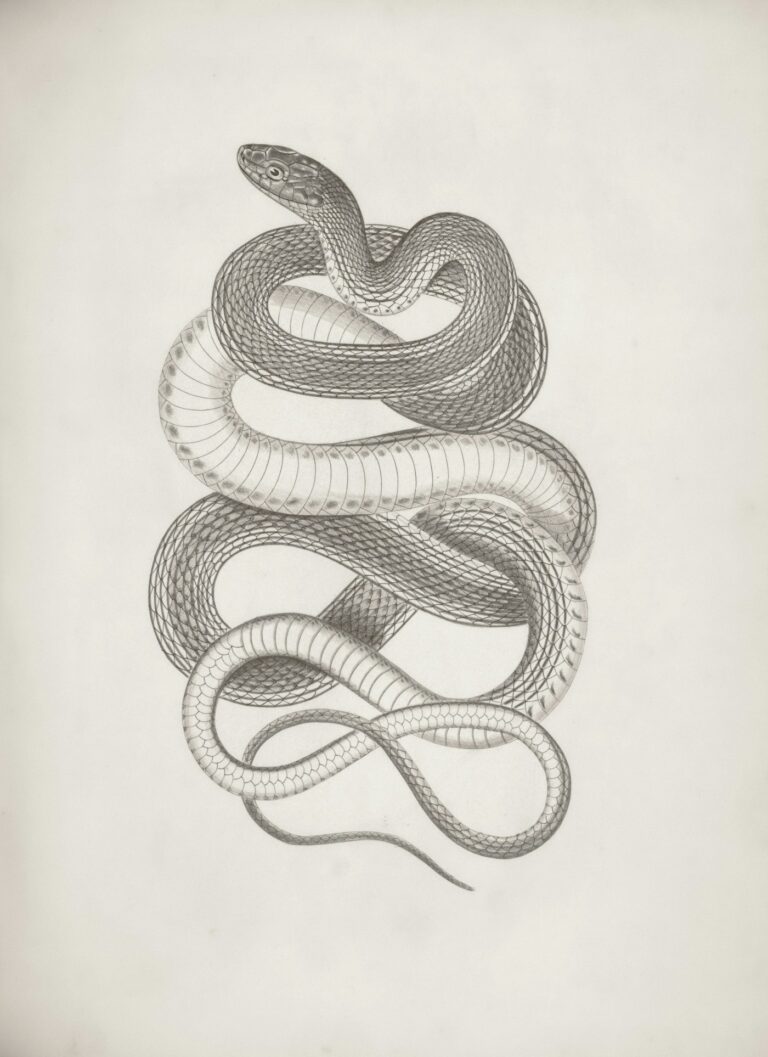 Snake tattoo meaning: vintage snake illustrations used as design inspiration