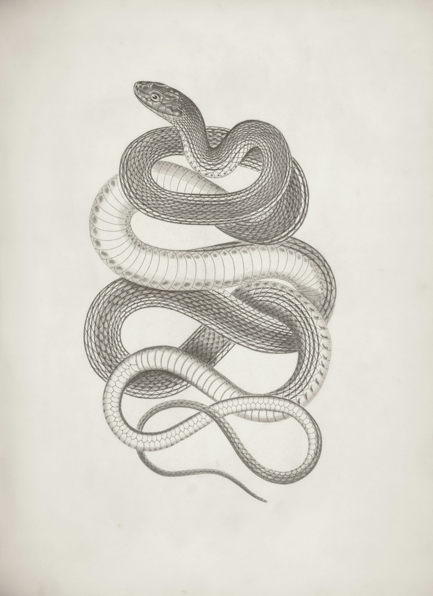 Snake tattoo meaning: vintage snake illustrations used as design inspiration