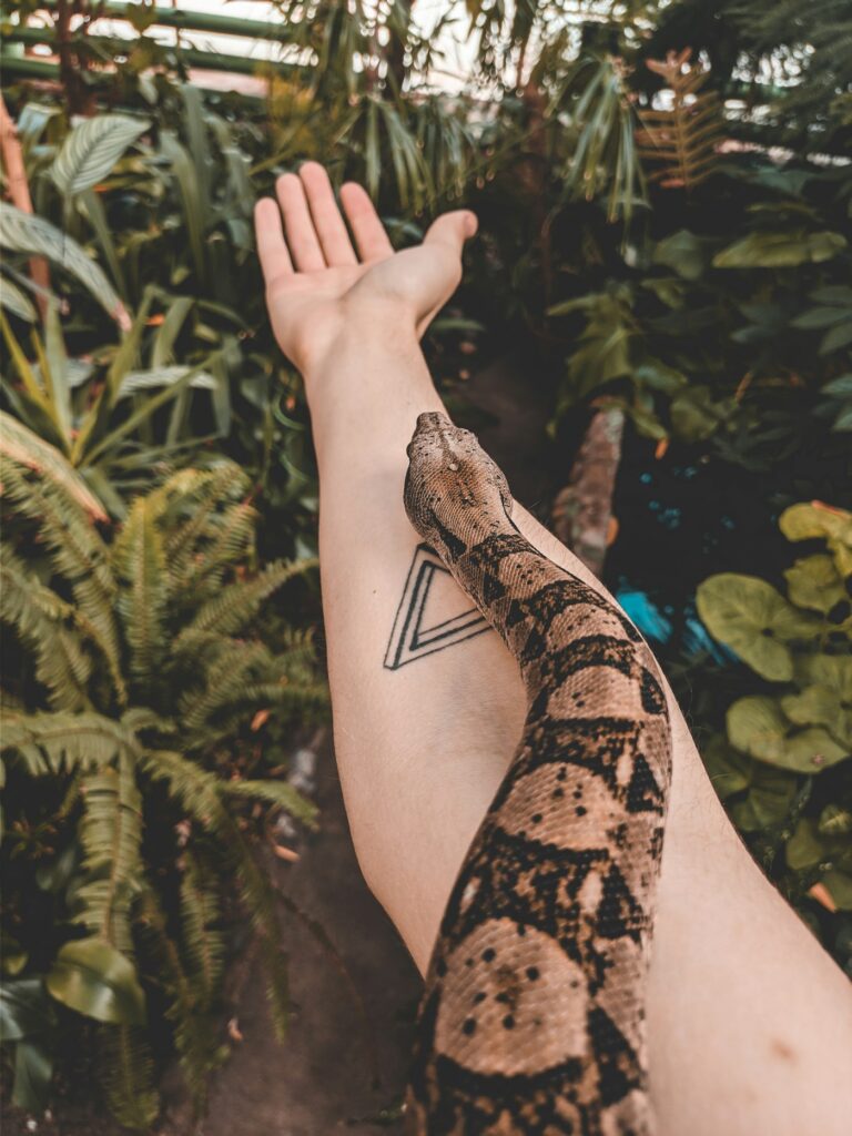 Snake tattoo meaning: snake tattoo on an arm