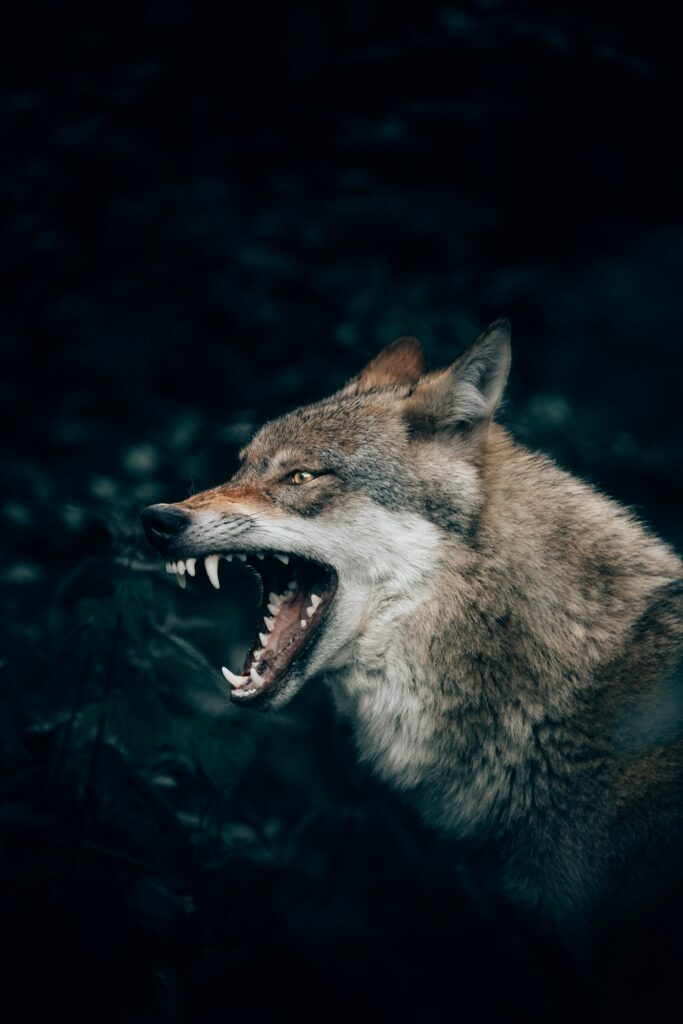 Snarling grey wolf showing its teeth in the forest