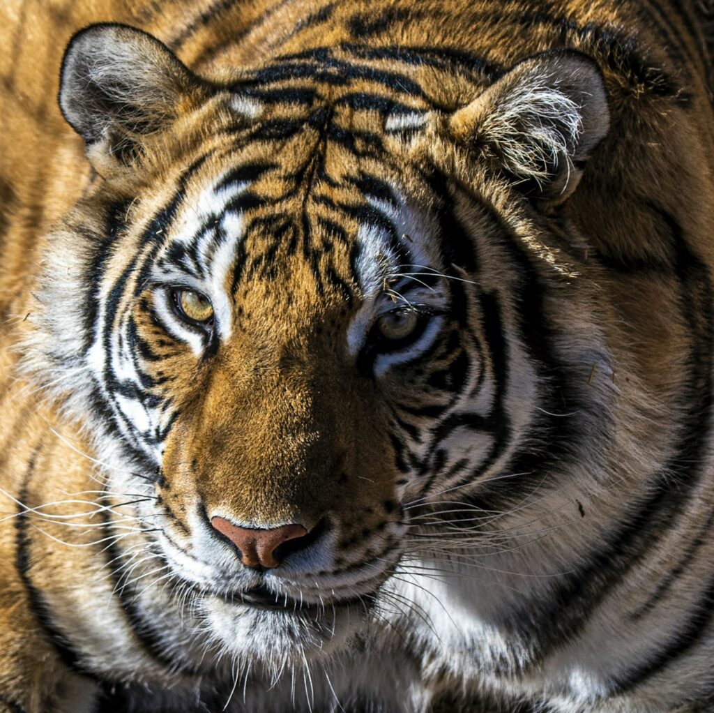 Tiger tattoo inspiration: close up of a Bengal tiger face