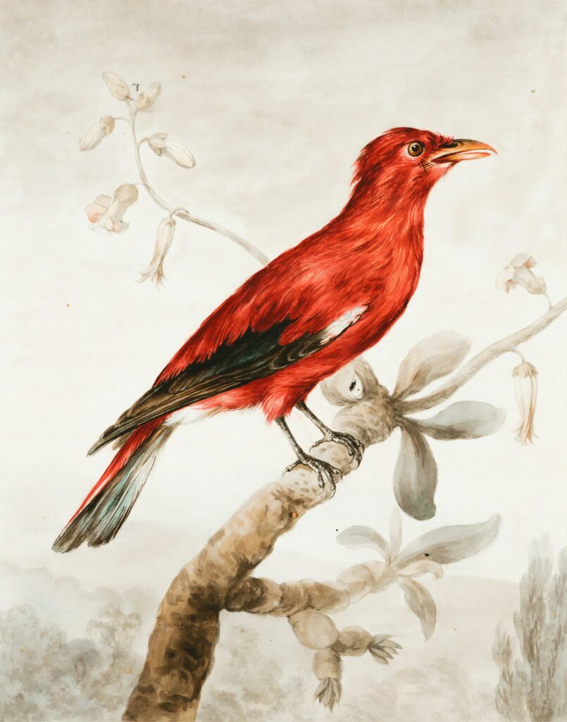 Vintage illustration of a red bird, a classic phoenix reference