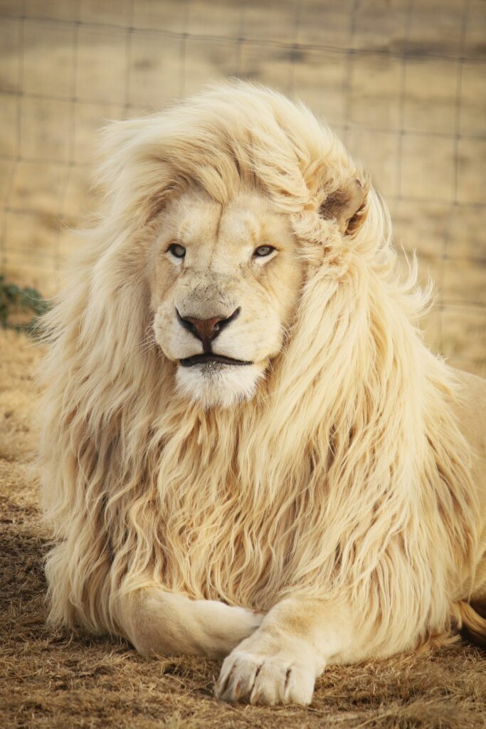 White lion with a pale mane