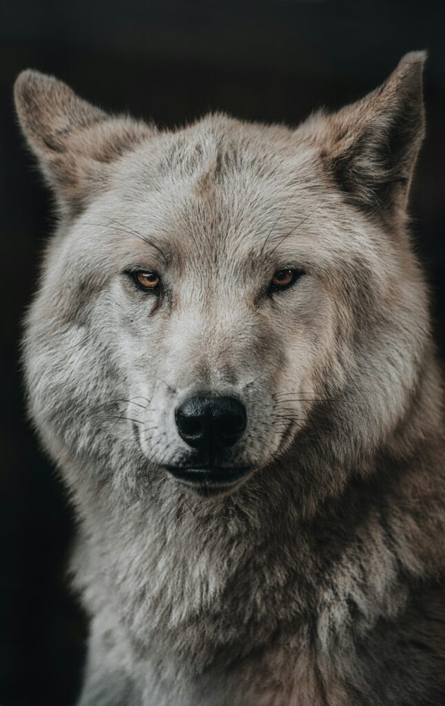 Wolf tattoo meaning: grey wolf portrait looking straight ahead