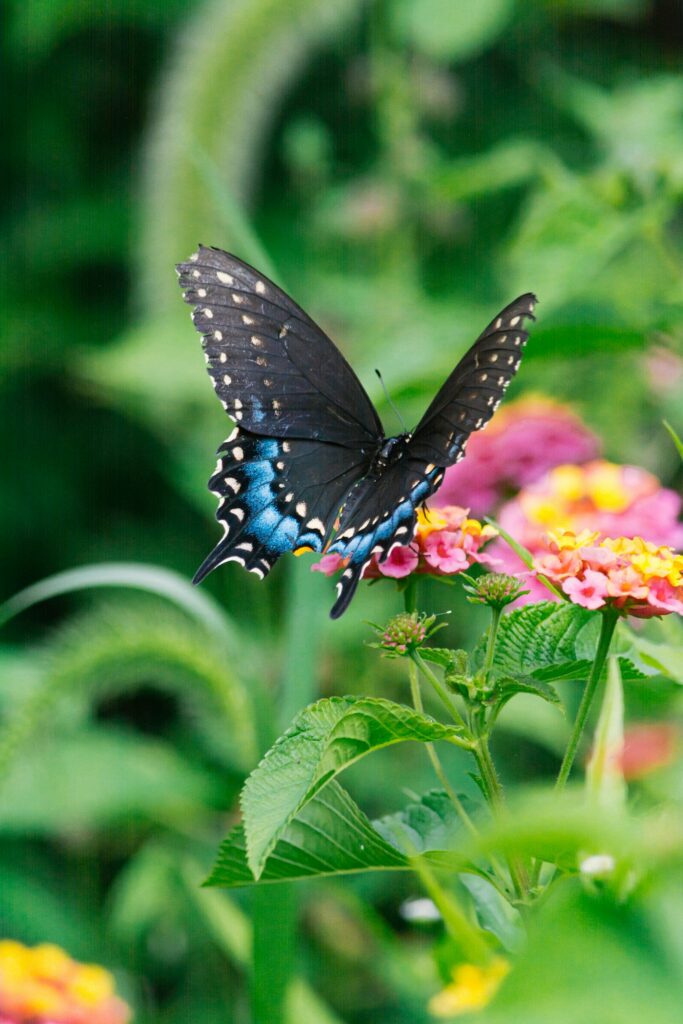 Black swallowtail butterfly on pink flowers