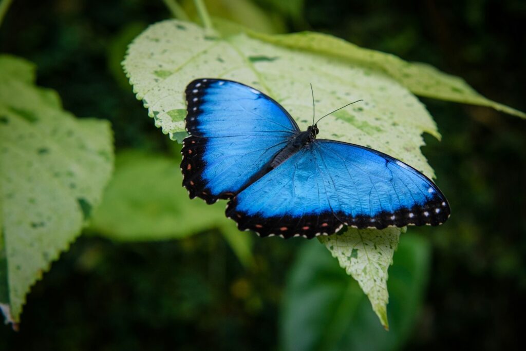Blue morpho butterfly resting on a leaf