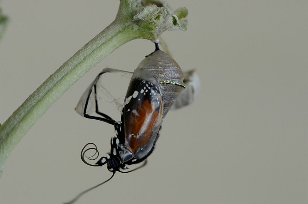 Butterfly emerging from its chrysalis, the symbol of transformation