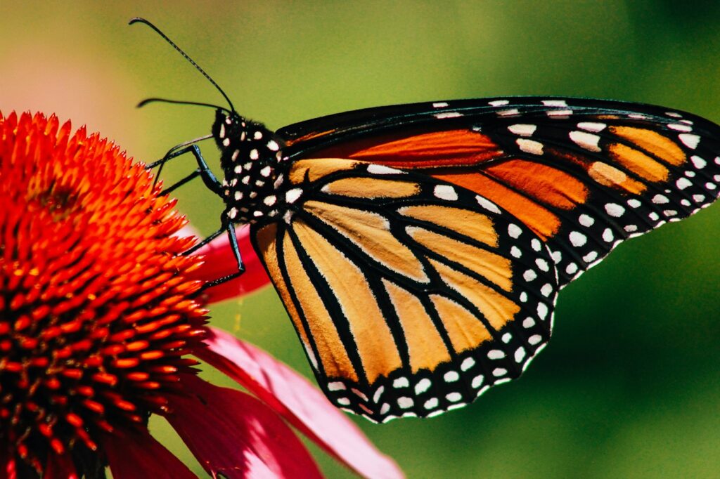 Monarch butterfly feeding on a flower
