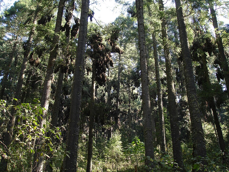 Oyamel fir forest of the El Rosario sanctuary in Mexico, where monarch butterflies spend the winter