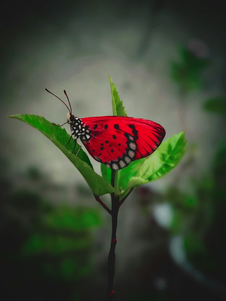 Red and black butterfly on a green leaf