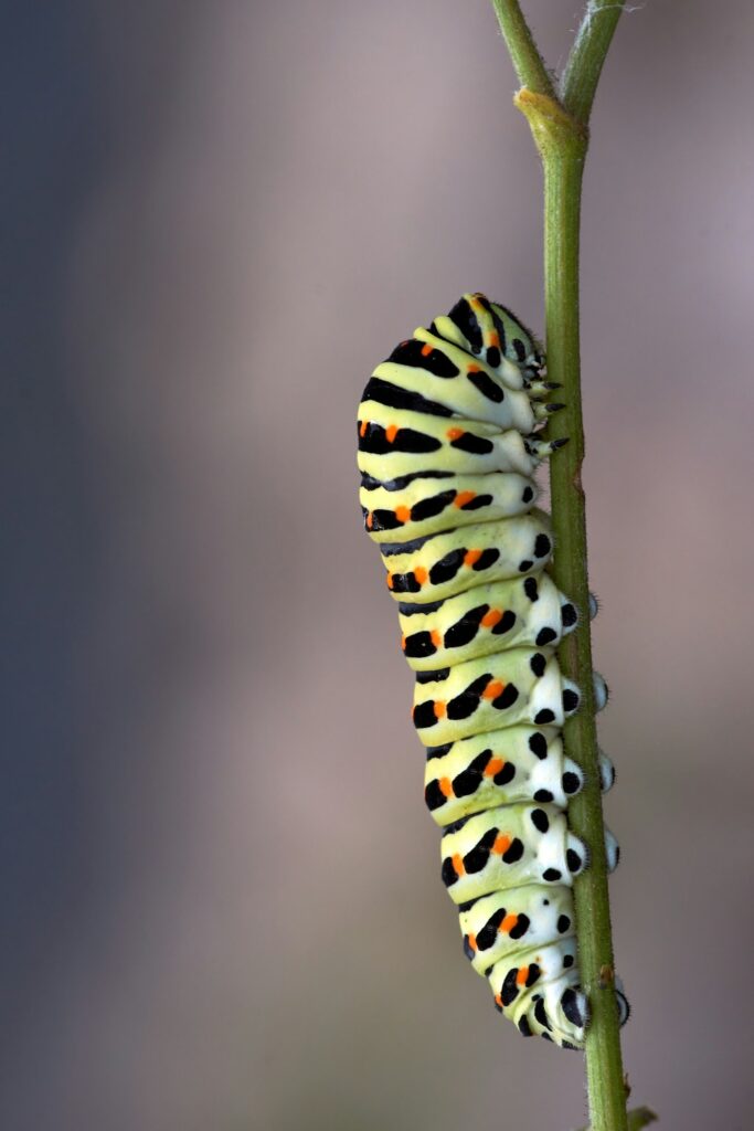 Swallowtail caterpillar on a plant stem
