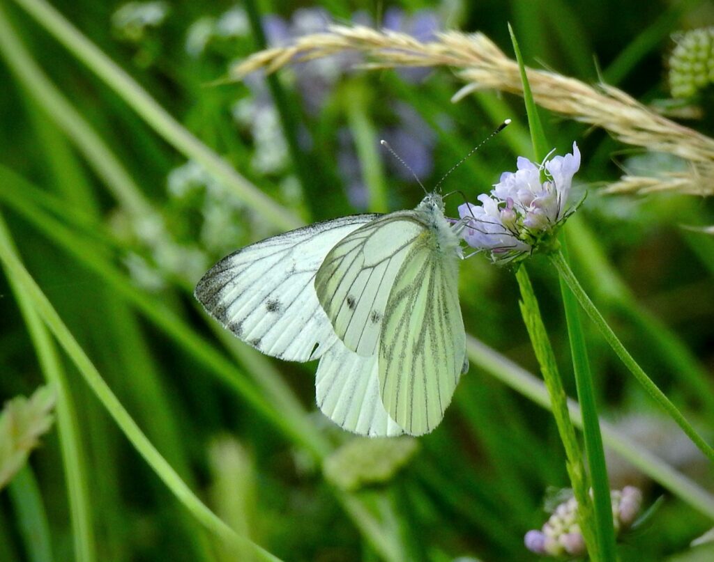 White butterfly resting on a wildflower