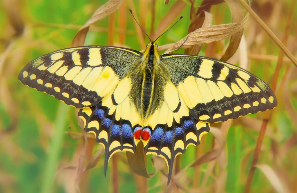 Yellow swallowtail butterfly with open wings